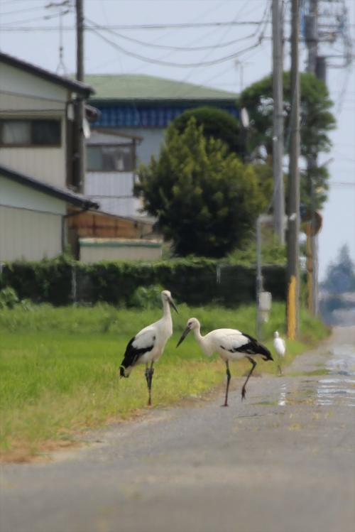 コウノトリ4