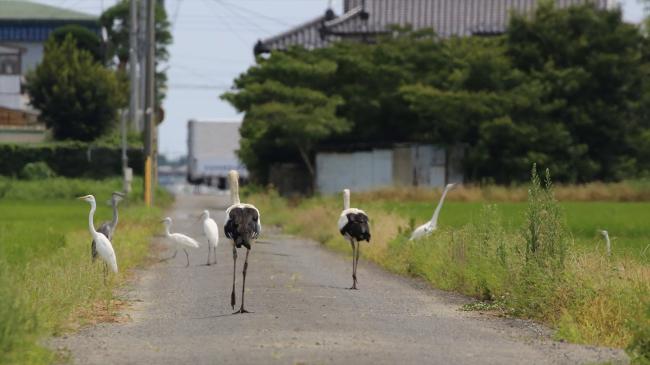 コウノトリ飛来写真