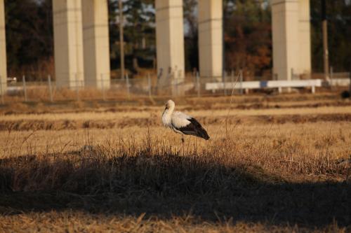 コウノトリ2
