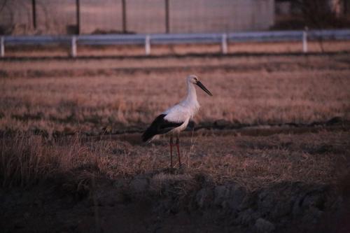 コウノトリ3