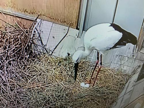 花の産卵（1卵目）
