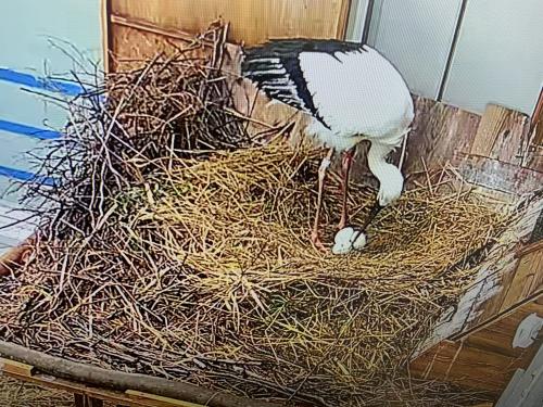 3卵目（3月3日）