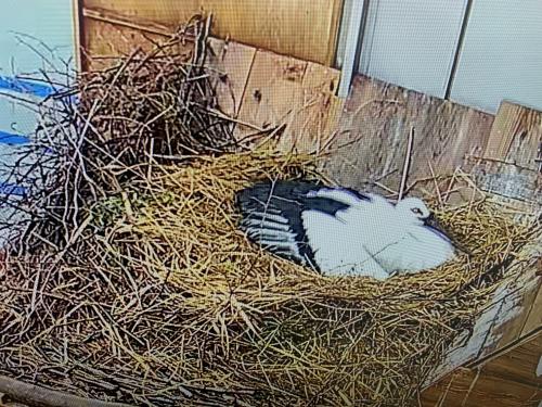 3卵目（3月3日）（2）