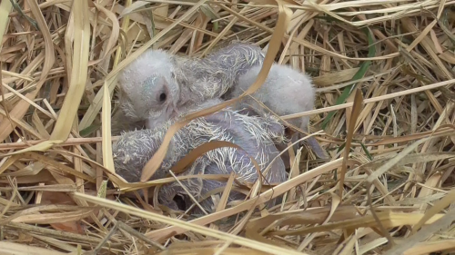 ヒナの写真（2、3卵目）