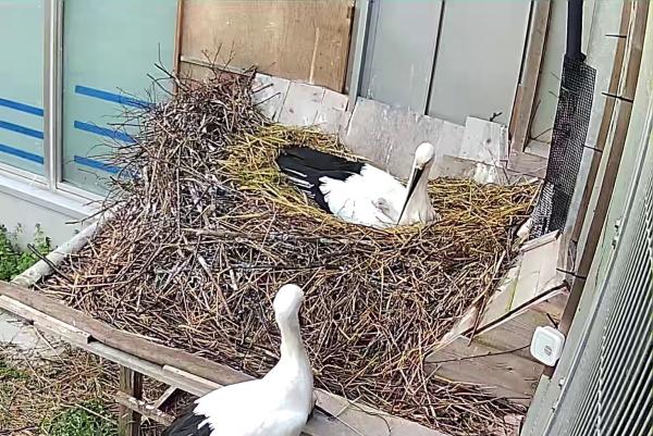 親の羽からひょこり（4月11日）