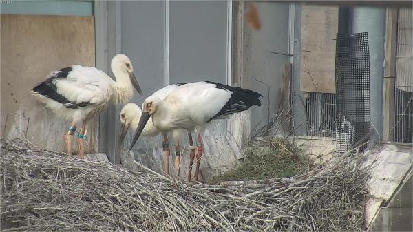 天空の里】コウノトリの赤ちゃんすくすく成長中！ - コウノトリ野生