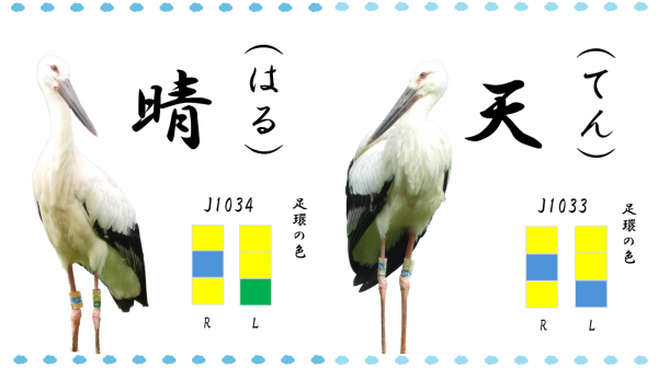 晴と天の足環の色について