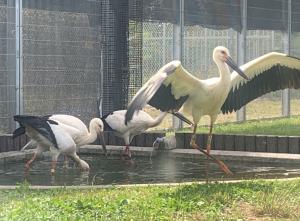 4羽がエサ食べているシーン