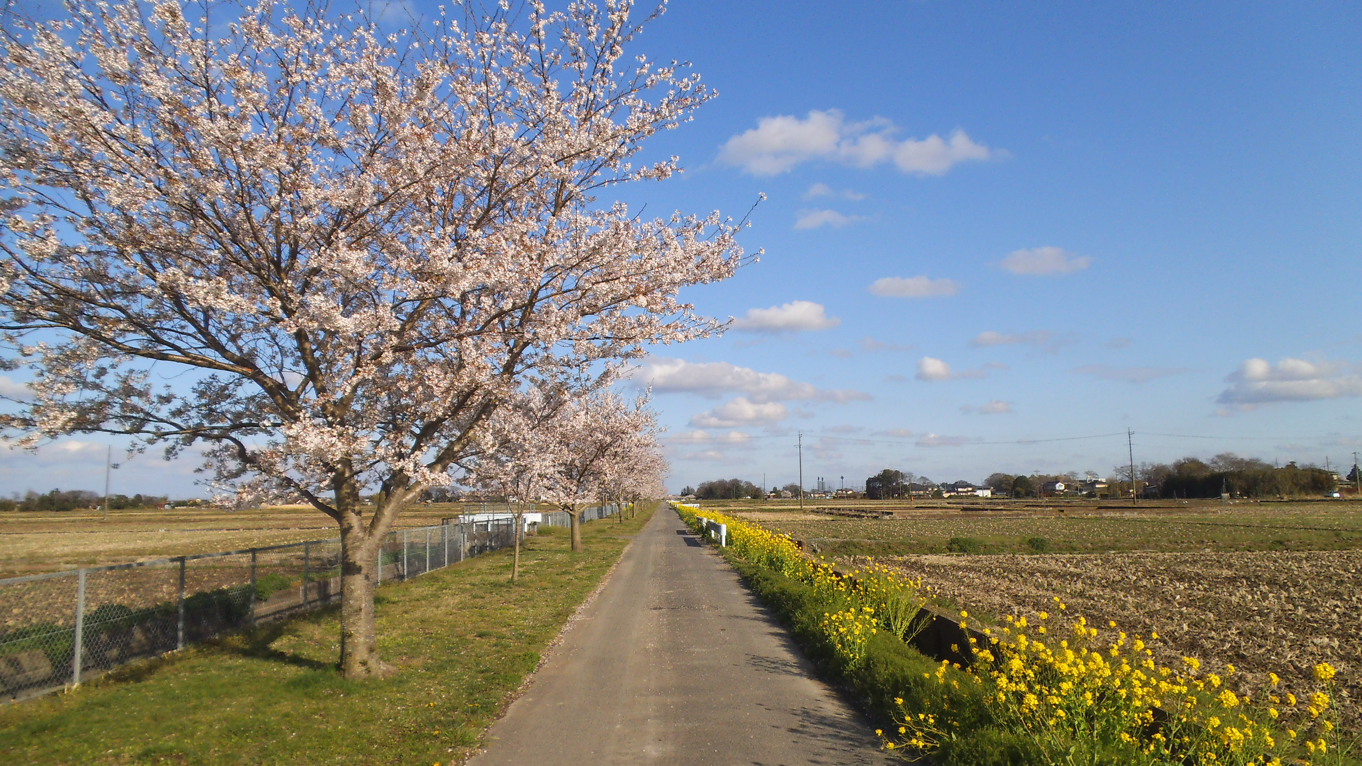 桜